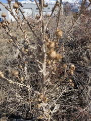 Onopordum acanthium acanthium