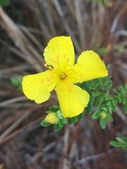 Hypericum microsepalum