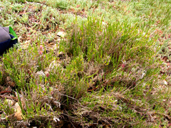 Salicornia littorea