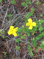 Hypericum microsepalum