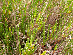 Salicornia littorea