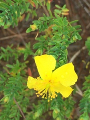 Hypericum microsepalum