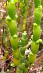Salicornia littorea