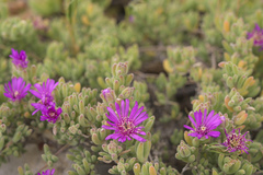 Drosanthemum intermedium