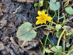 Ficaria verna