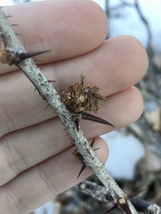 Rhopalomyia grossulariae
