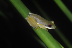 Duellmanohyla salvavida