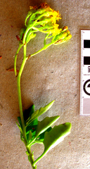 Senecio angulatus
