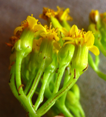 Senecio angulatus