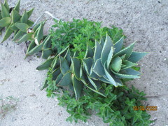 Aloe distans