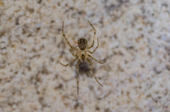Nesticidae