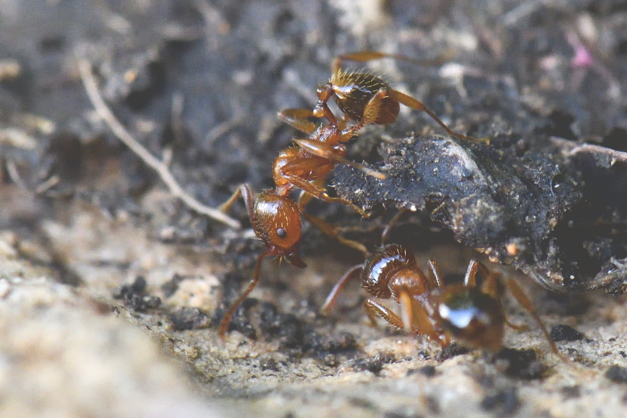 Aphaenogaster ichnusa