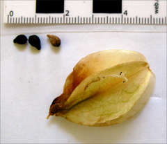 Veltheimia bracteata