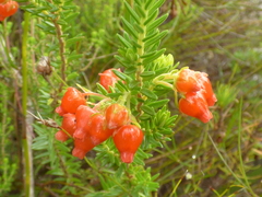 Erica ardens