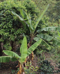Musa acuminata