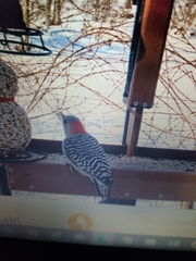 Melanerpes carolinus