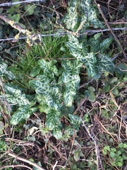 Arum italicum italicum