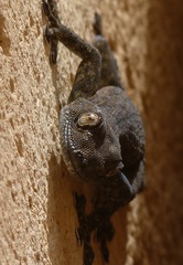 Ptyodactylus puiseuxi