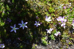 Gentianella cerastioides