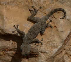 Ptyodactylus puiseuxi