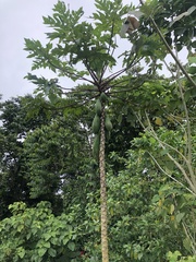 Carica papaya