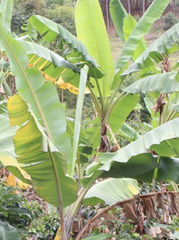 Musa acuminata