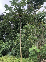 Carica papaya