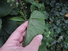 Vitis berlandieri