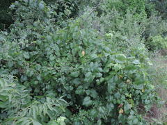 Vitis berlandieri