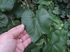 Vitis berlandieri