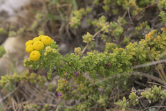 Oncosiphon sabulosus