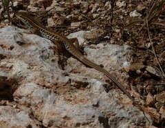 Ophisops elegans ehrenbergii