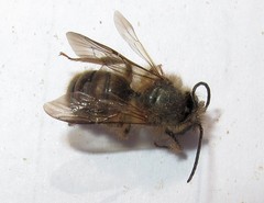 Osmia cornifrons