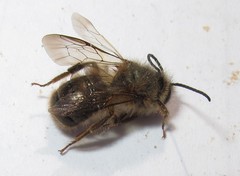 Osmia cornifrons