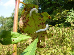 Macremphytus tarsatus