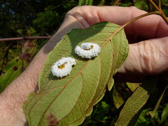 Macremphytus tarsatus