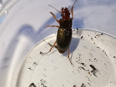 Harpalus smaragdinus