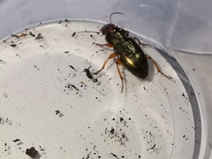 Harpalus smaragdinus