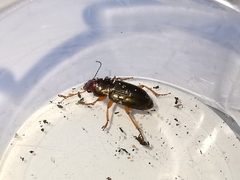 Harpalus smaragdinus