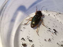 Harpalus smaragdinus