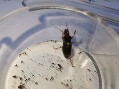 Harpalus smaragdinus