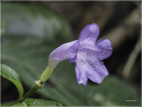 Strobilanthes flexicaulis iNat (2)