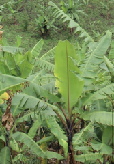 Musa acuminata