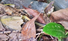 Dendrelaphis levitoni