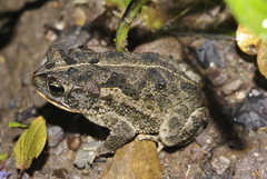 Incilius coccifer