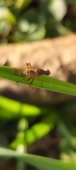 Norellia spinipes