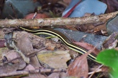 Dendrelaphis levitoni