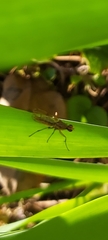 Norellia spinipes