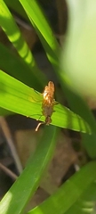 Norellia spinipes