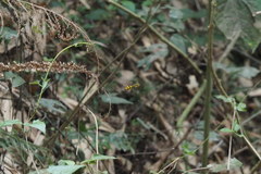 Phimenes flavopictus formosanus